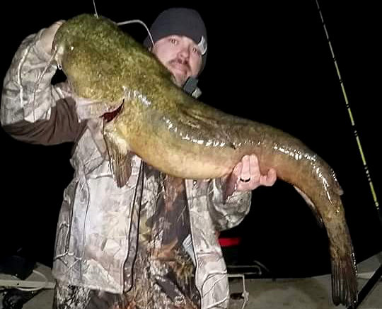Huge flathead catfish caught in Sangchris Lake